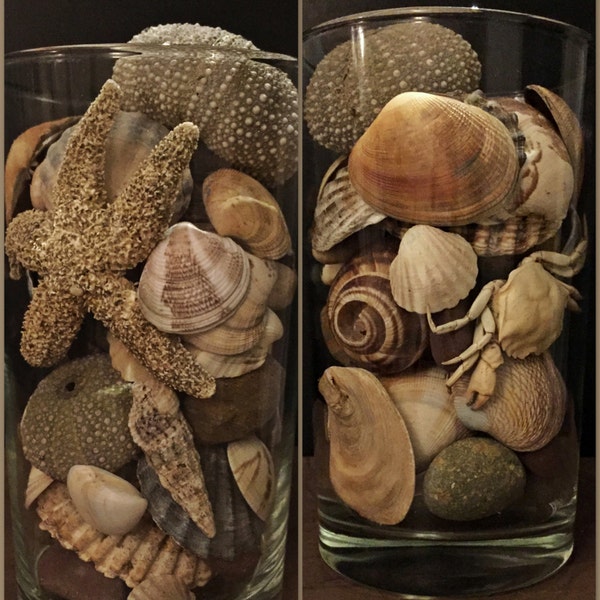 Natural Home Decor/Sea Shells Decor/ Real Crab Home Decor /Starfish Natural Gift/Nautical Decor