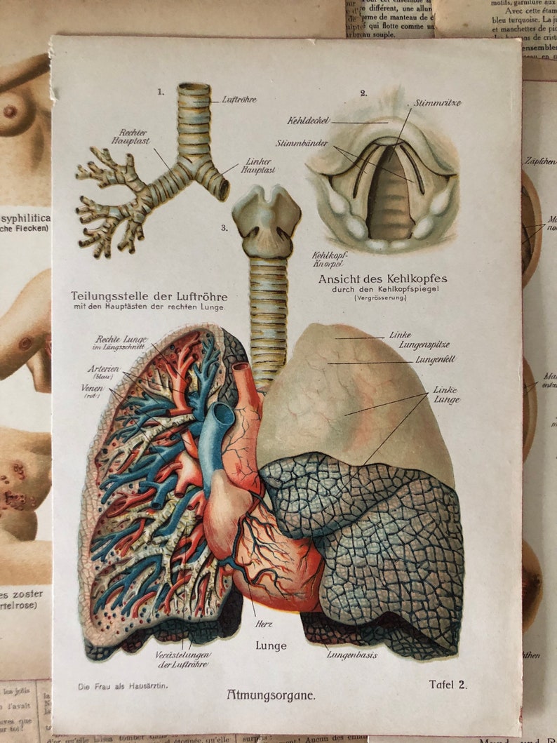 Vintage Medical Art Prints Set of 6 Medical Bookplates Human Etsy