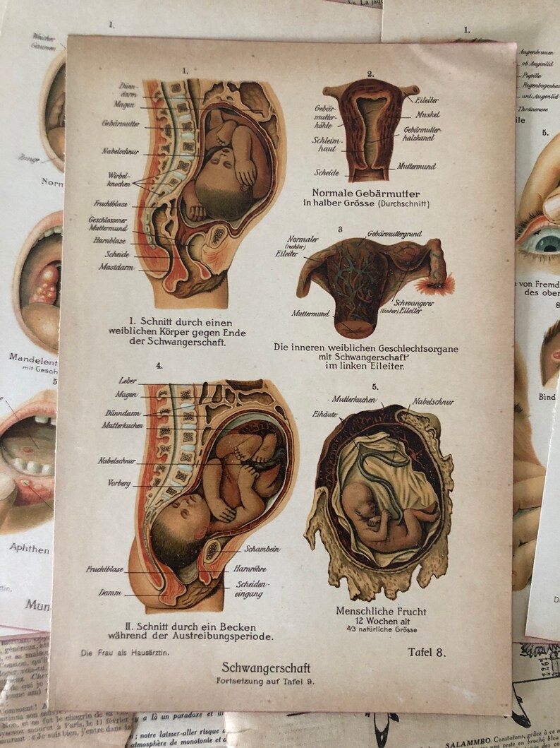 Vintage Medical Art Prints Set of 6 Medical Bookplates Human Etsy