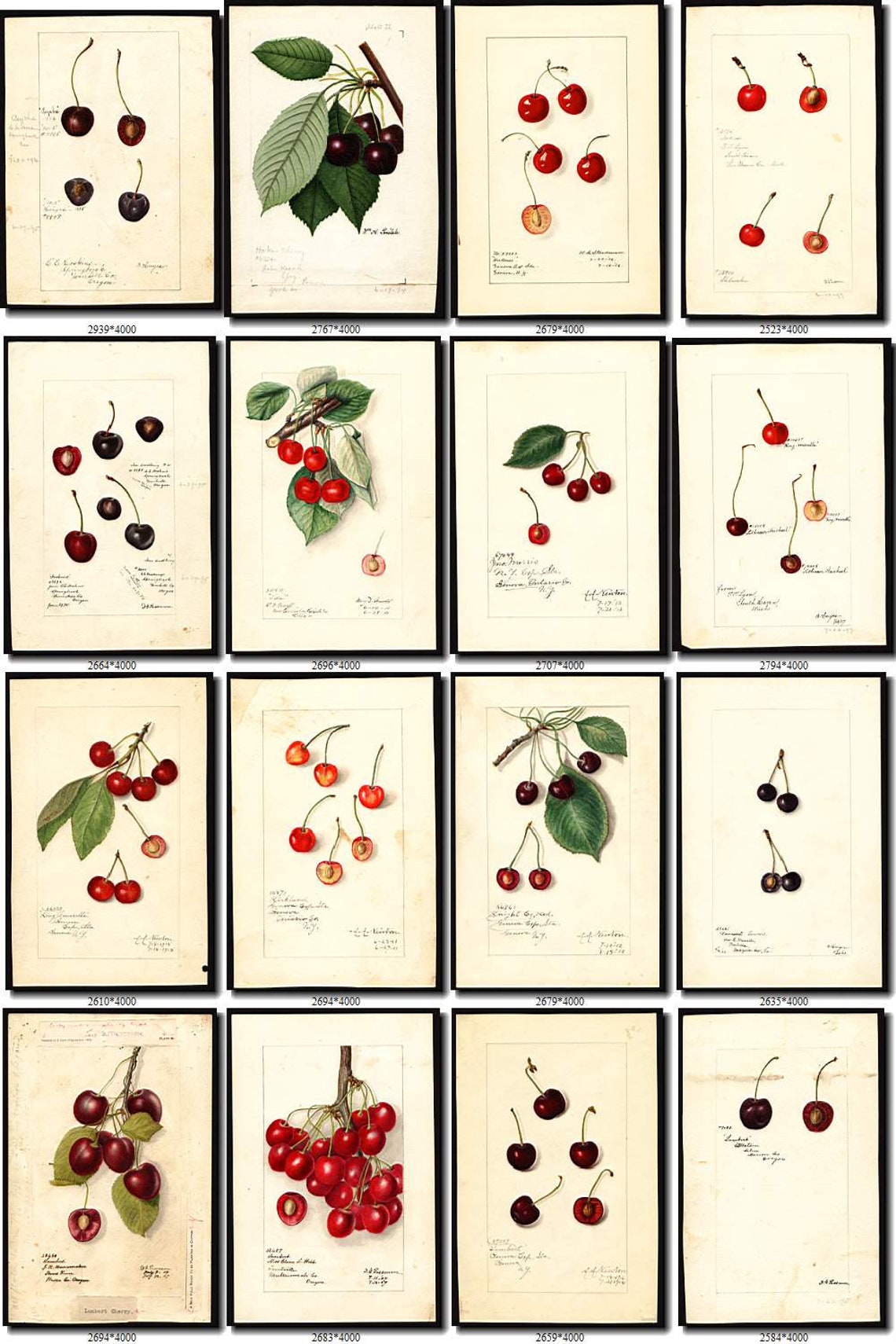 200 VINTAGE CHERRIES Jpegs Images Pack From With Etsy