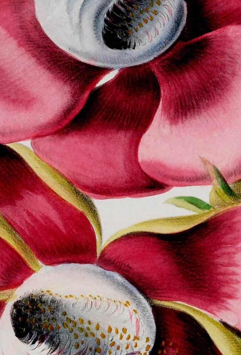 flowers-18037 couroupita guianensis flowering branch of cannonball deciduous tree red pink flowers printable vintage print picture image