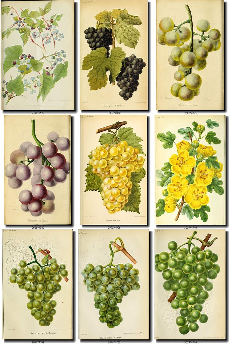 700 VINTAGE GRAPES Jpegs images Pack from with Etsy