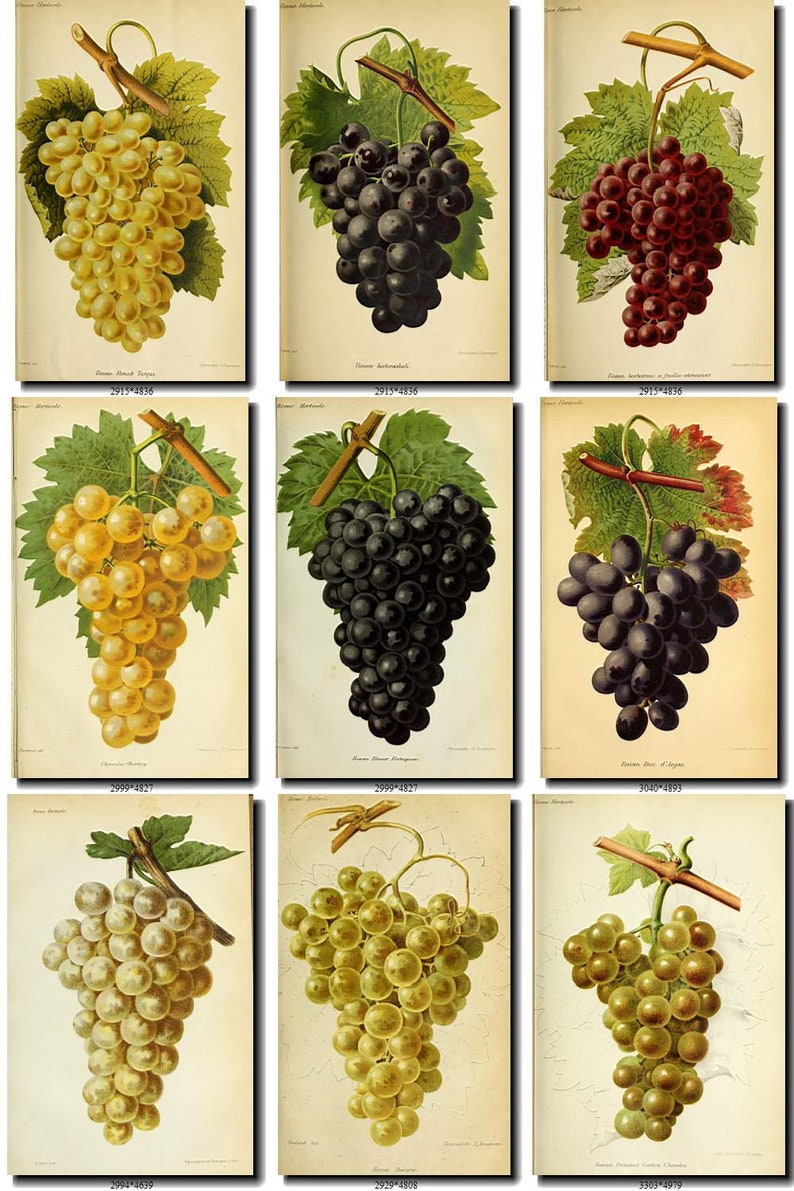 700 VINTAGE GRAPES Jpegs images Pack from with Etsy