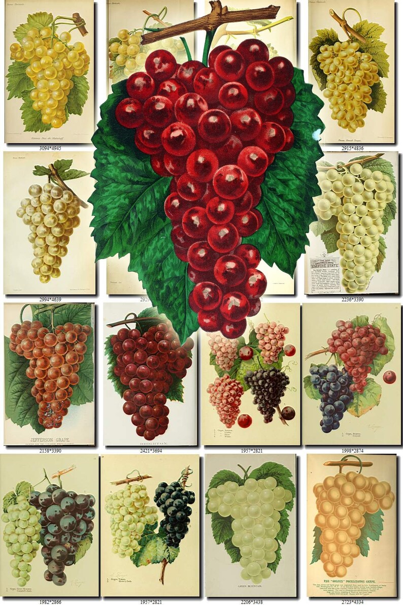 700 VINTAGE GRAPES Jpegs images Pack from with Etsy