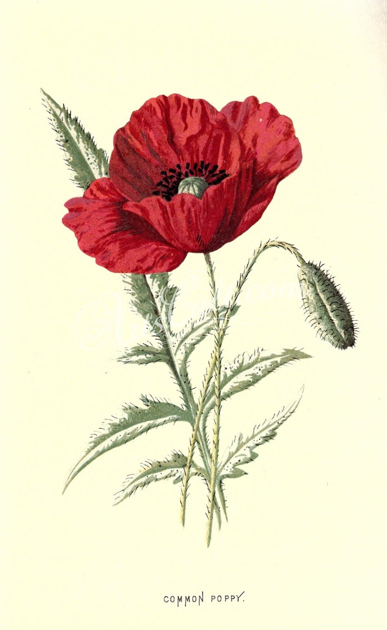 Flowers00576 Common Poppy Vintage Printable Illustration Etsy