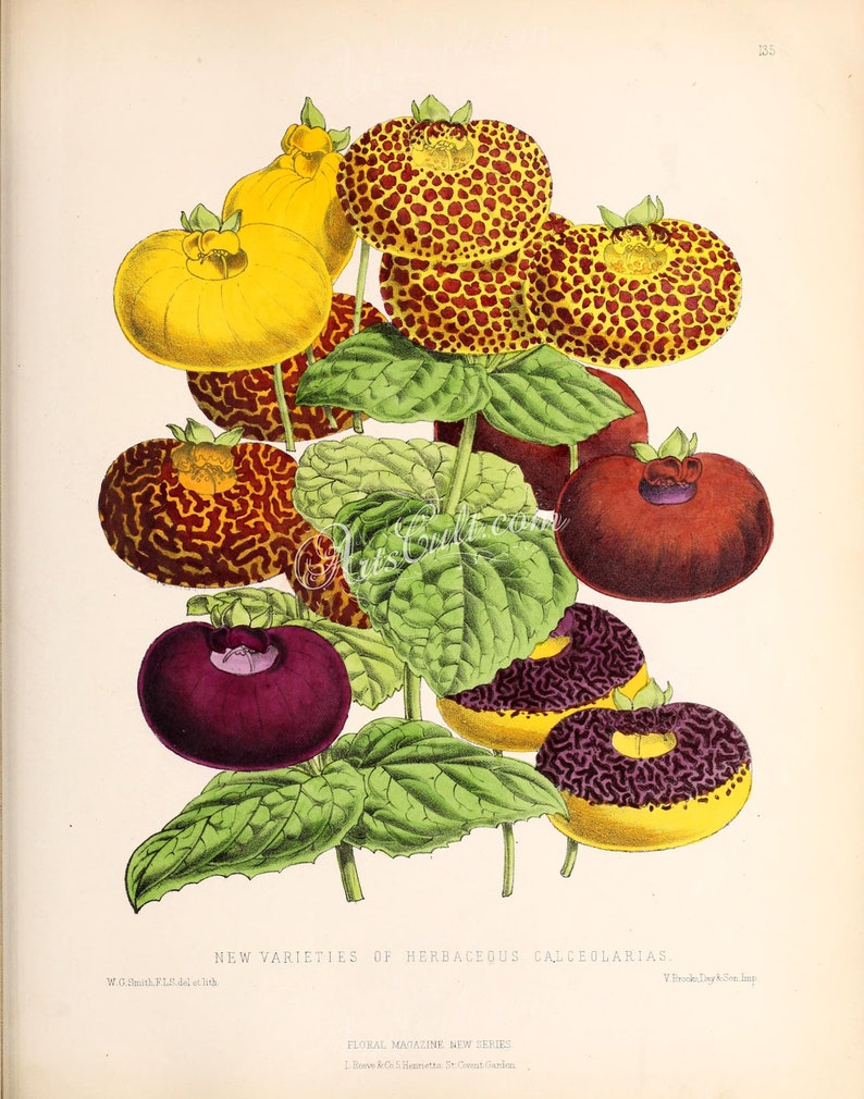 flowers-34420-039-Herbaceous Calceolaria vintage printable illustration digital download picture image public domain book page plate high