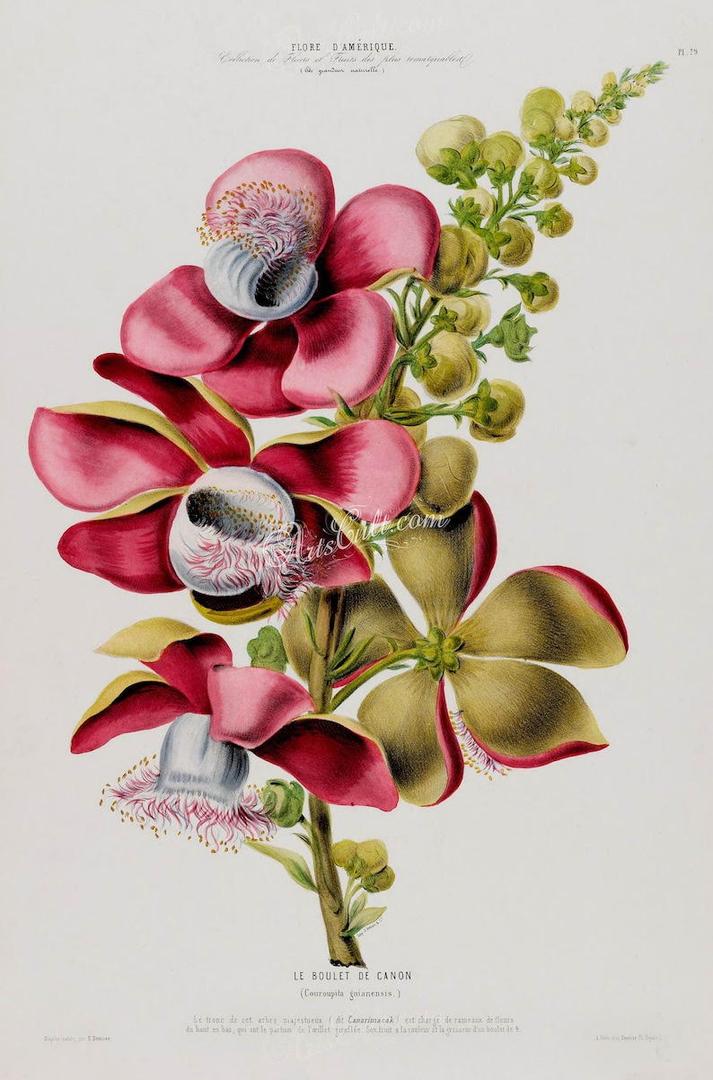 flowers-18037 couroupita guianensis flowering branch of cannonball deciduous tree red pink flowers printable vintage print picture image