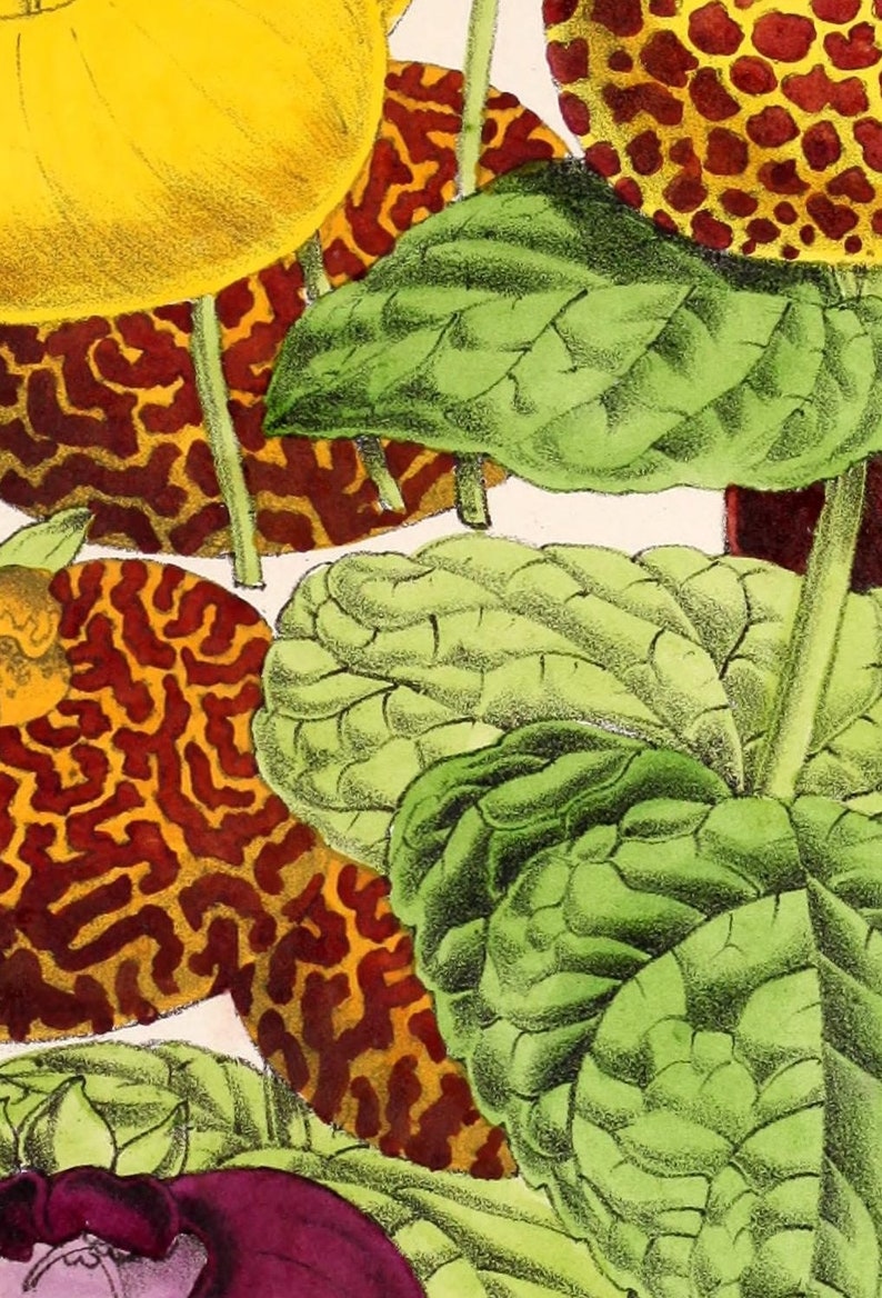 flowers-34420-039-Herbaceous Calceolaria vintage printable illustration digital download picture image public domain book page plate high