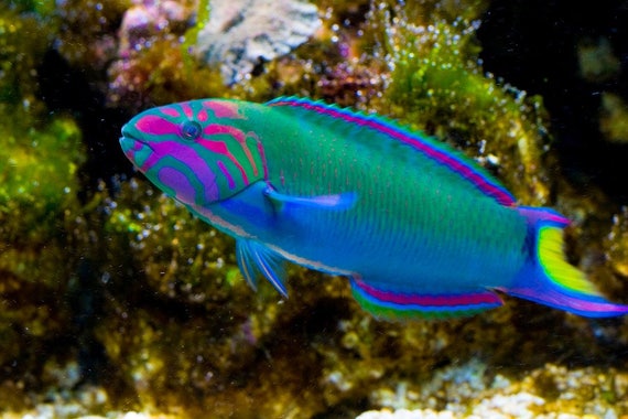 Why Are Reef Fish Colorful