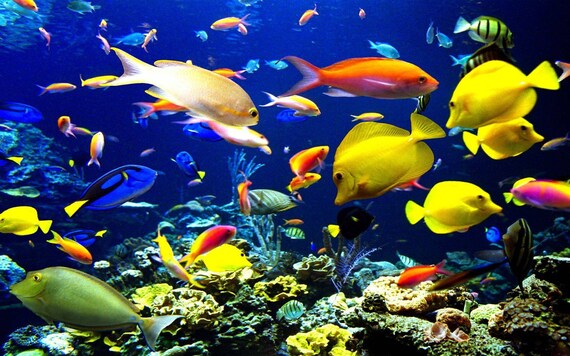 Saltwater Fishglitter Canvassea Fishtropical Fishocean - Etsy Hong Kong