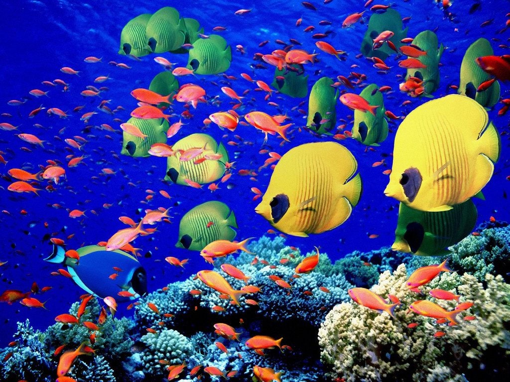 Saltwater Fish, Sea Fish, Tropical Fish, Ocean, Ocean Fish