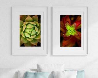 DIPTYCH FINE ART Photographic Prints of Vibrant, Colourful flower and cactus, available in many sizes, wall art, home decor, wall hanging
