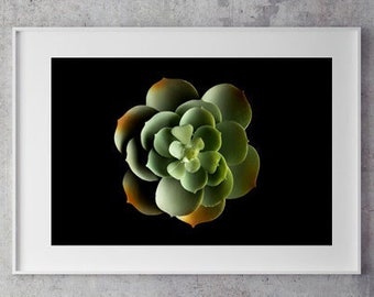 FINE ART PHOTOGRAPHIC Print of a Cactus on black created in studio with macro lens, home decor, wall art, Flower photography, decoration,
