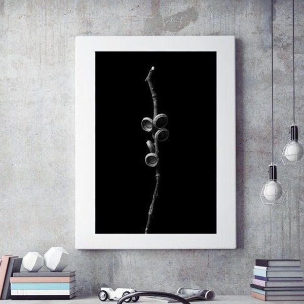 Beautiful Fine Art Photographic Print of acorn tops attached to their twig shot in studio available for print in many sizes and materials