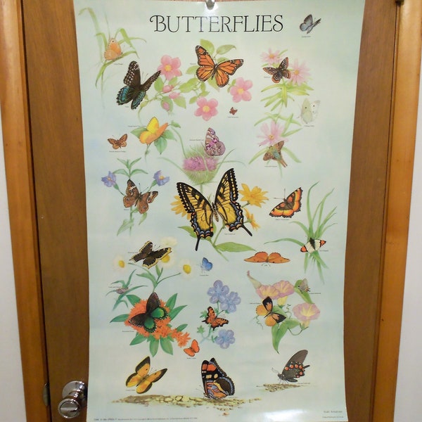 Vintage 1993 Butterflies Educational Poster Butterfly Species Identification Classroom Poster