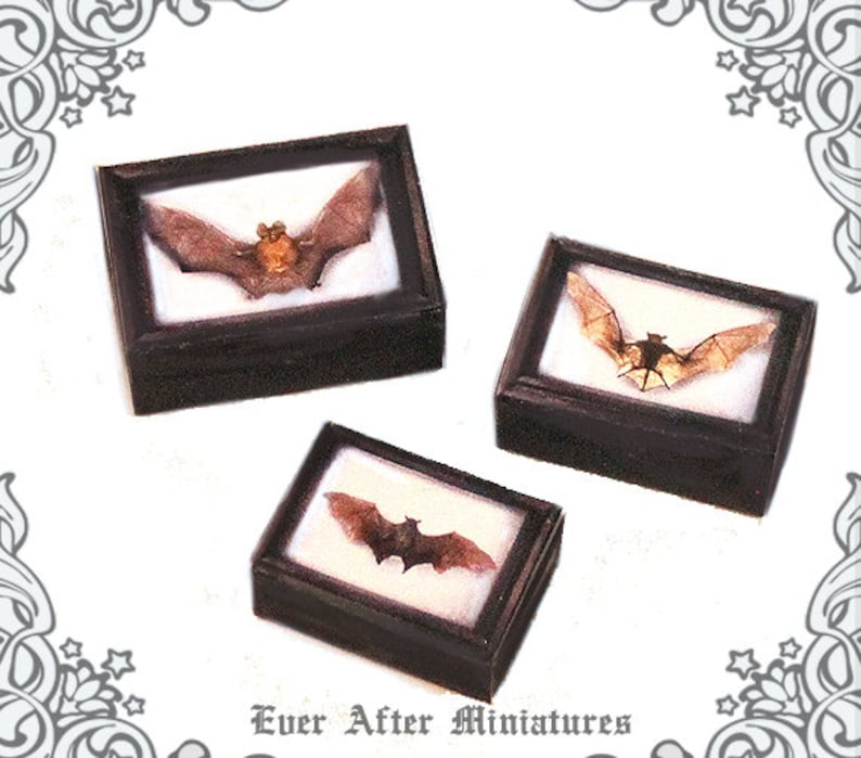 May include: Three miniature shadow boxes with brown wooden frames, each containing a pressed bat specimen. The bats are displayed on a white background. The text "Ever After Miniatures" is printed below the boxes.