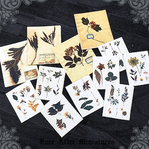 12 GEDROCKTE KRÄUTER Papier-Set - 1:12 Printable Antique Kräuterkunde Pflanze Blume Puppenhaus Miniatur Papier Kraut Miniature Poster DOWNLOAD