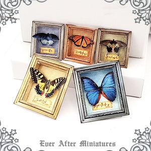 Puede incluir: Cinco especímenes de mariposas en miniatura enmarcados con nombres latinos. Las mariposas se muestran sobre una superficie blanca. Los marcos son de varios colores y estilos.