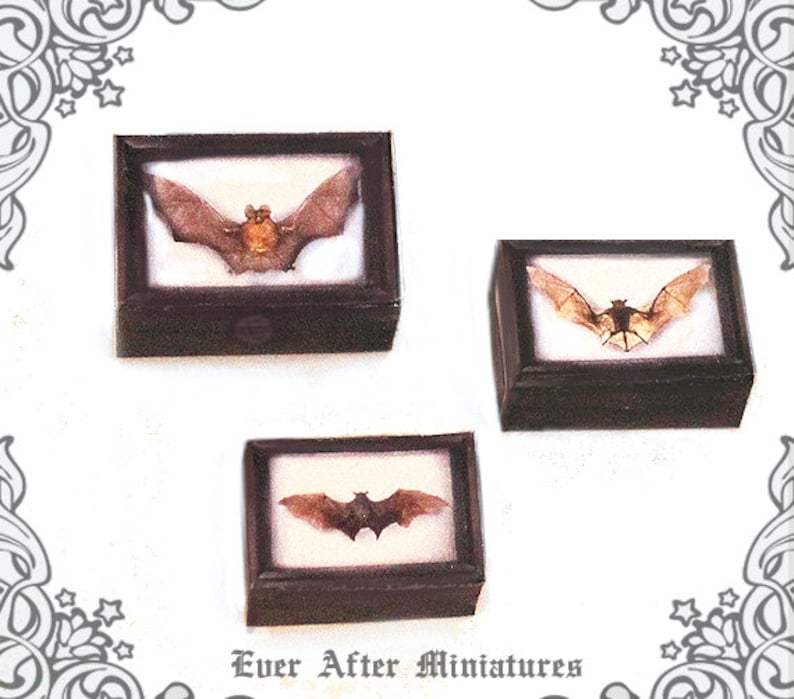 May include: Three miniature wooden shadow boxes with glass fronts, each containing a brown bat specimen. The boxes are brown with a black trim. The text "Ever After Miniatures" is printed below the boxes.
