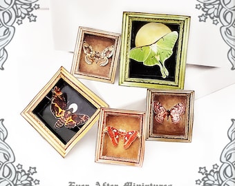 5 Dollhouse Miniature MOTH 3D Display Frame – 1:12 Miniature Lab Specimen Science Miniature Museum Cabinet of Curiosity Printable DOWNLOAD