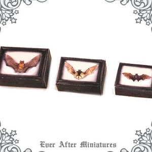 May include: Three framed shadow boxes with brown wooden frames and white mats. Each frame contains a preserved bat specimen with brown wings.