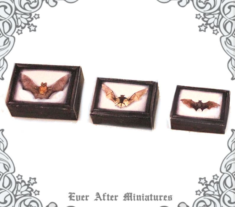 May include: Three framed shadow boxes with brown wooden frames and white mats. Each frame contains a preserved bat specimen with brown wings.