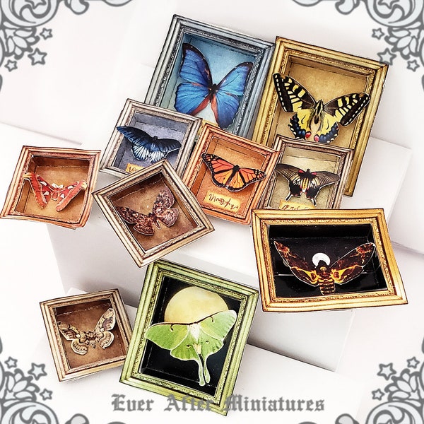 10 Dollhouse Miniature MOTH + BUTTERFLY Miniature 3D Display Frame – Printable 1:12 Miniature Cabinet of Curiosity Science Specimen DOWNLOAD