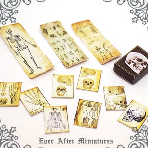 May include: A set of vintage anatomical illustrations featuring skeletons and skulls. The illustrations are printed on paper and have a distressed, aged look. The set includes a skull in a small box, a full skeleton, a skeleton hand, a skeleton foot, and several skull close-ups.