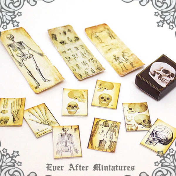 Anatomy Dollhouse Miniature Scroll & Paper Set - 12th Scale Antique Doctor Medical Poster Skeleton Miniature Scroll Paper Imprimable TÉLÉCHARGER