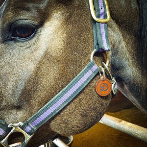 Op de afbeelding: Een bruin paard draagt een donkergrijs halster met een paarse middenstreep en messing beslag. Een ronde, oranjebruine leren tag met een donkerblauwe, in reli&euml;f gedrukte letter D is bevestigd aan de metalen ring bij de kaaklijn van het paard.