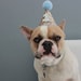 see more listings in the Pet l Dog Hats & Crowns  section