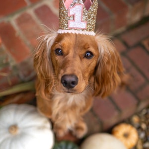 May include: A brown and white dog wearing a pink and gold glitter crown with the number "1" on it. The dog is sitting on a brick surface with pumpkins in the background.