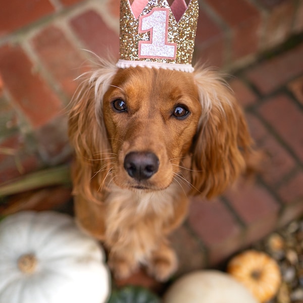 Couronne d'anniversaire | Anniversaire chien | Couronne de fête | tenue pour chien | chiot 1er anniversaire | Tenue de chiot | chapeau pour chien | 1er anniversaire | 2e anniversaire |