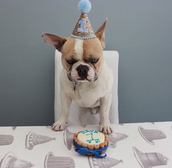 Happy birthday dog hat 2025