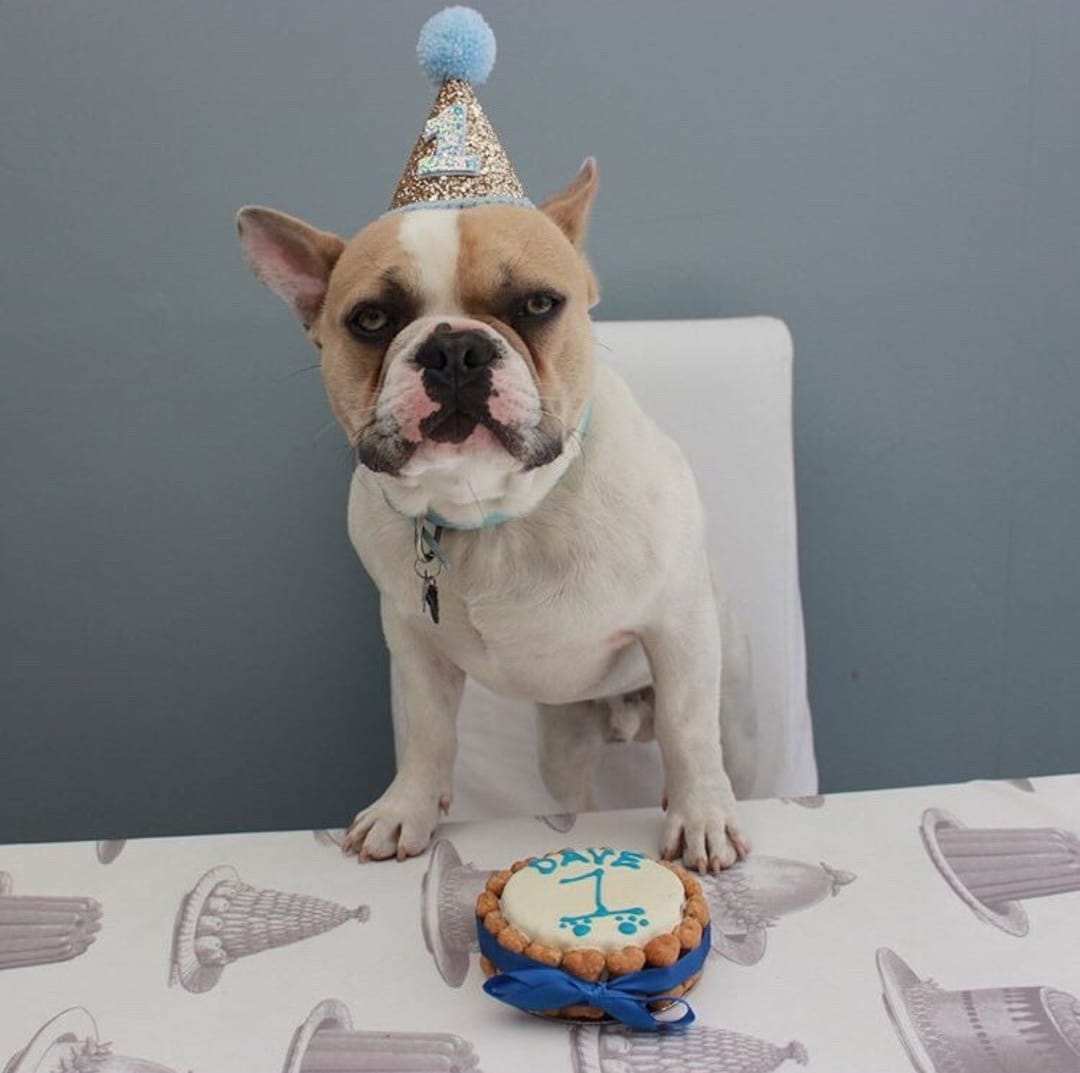 Dog Birthday Hat Gold and Blue First Birthday Dog Birthday Etsy UK