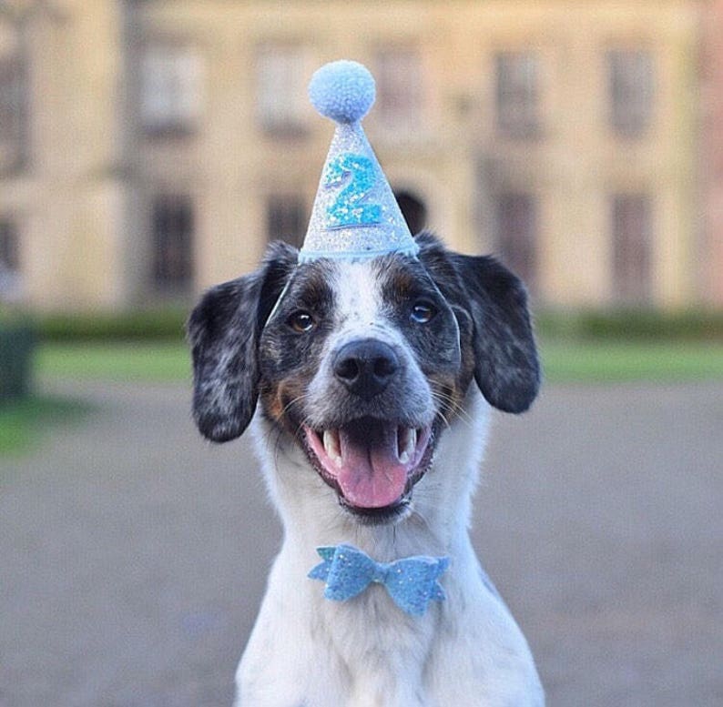 Birthday Party Hat Dog party Baby birthday Puppy First Birthday Dog Party Hats First Birthday party hat Dog Outfits image 4