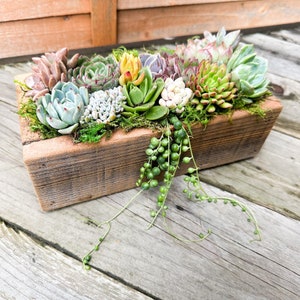 Live Succulent Arrangement Planter, Real Succulents, Wood, Garden Box, Client, Gift For Her ,Centerpiece, Sympathy Gift, Plants, Valentines