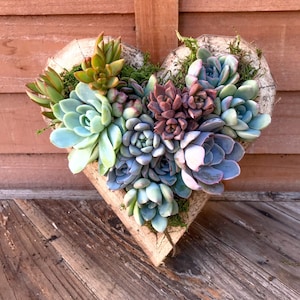 Heart Shaped Succulent Apprangement, Planter, Succulents, Gift for Her, Living Wall, Wedding, Birthday, Gift Idea, Fall Decor, Love