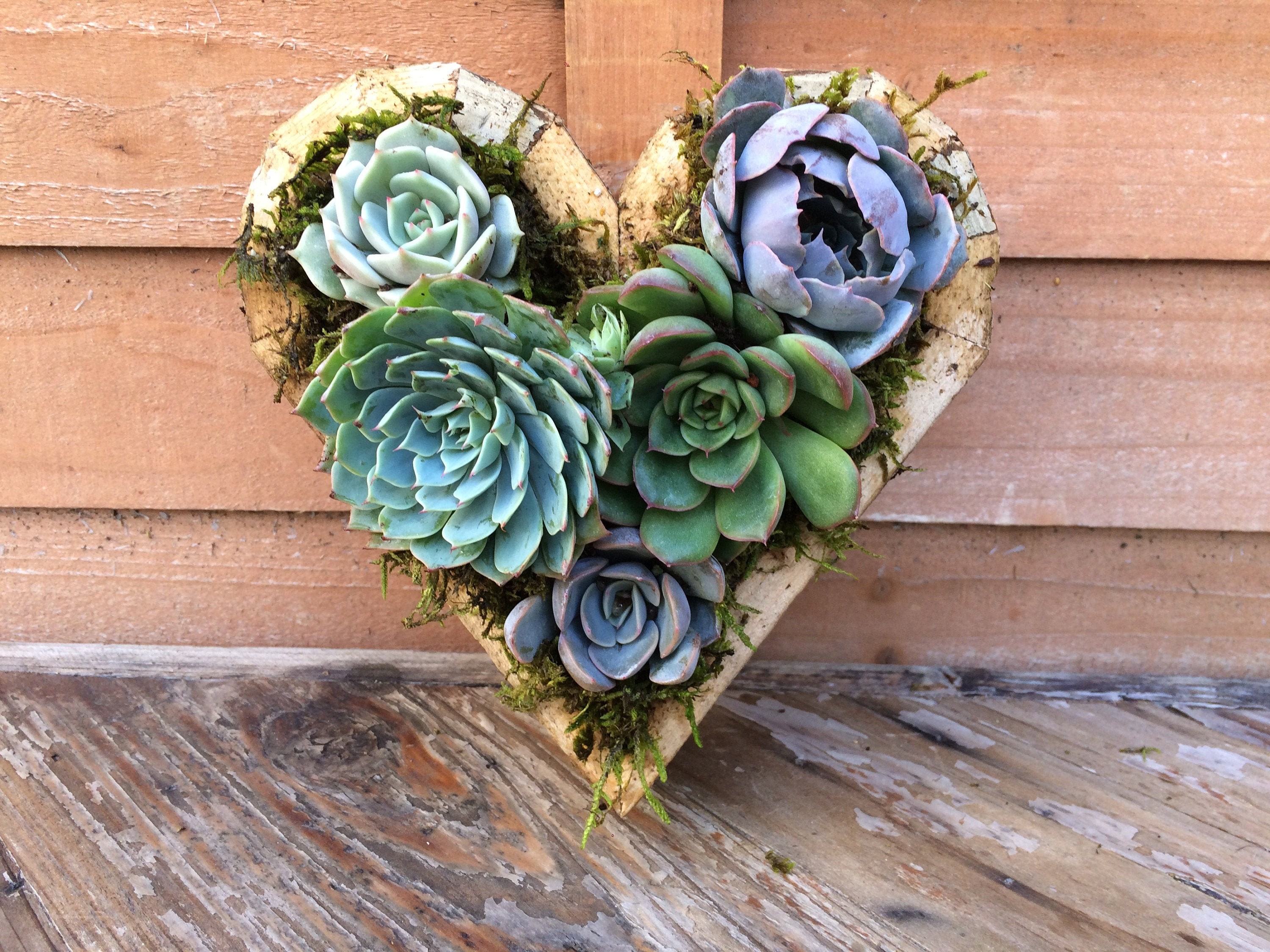 Día de la Madre Arreglo suculento de simpatía Jardín | Etsy