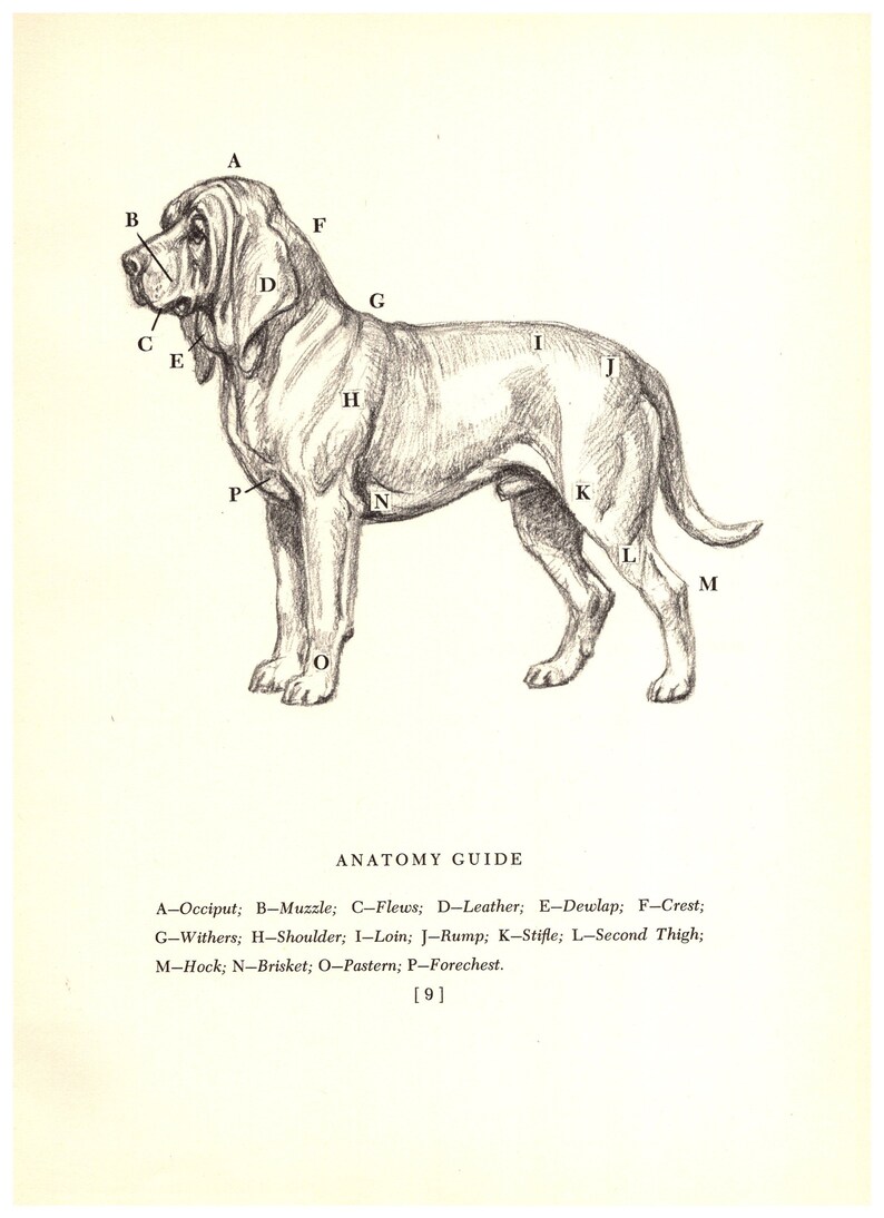 Hock Anatomy Dog
