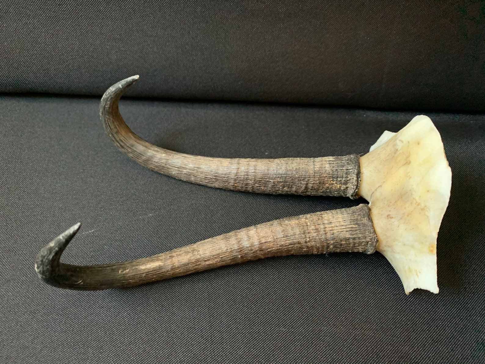 Real Horns Free Shipping Etsy