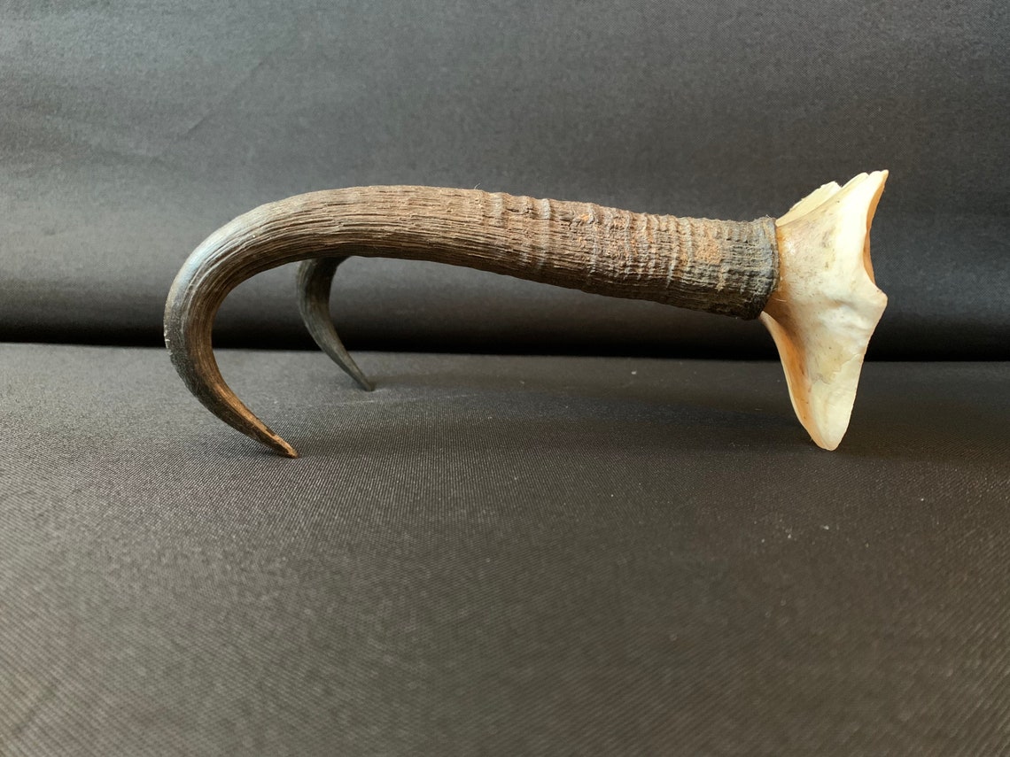 Real Horns Free Shipping Etsy