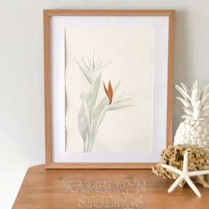 Botanical Illustration of a Bird of Paradise in Watercolour, Nuetral grey tropical leaf print, Boho style Artwork, Artwork for beach house