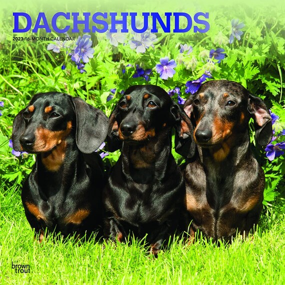 Dachshunds 2023 Square Foil