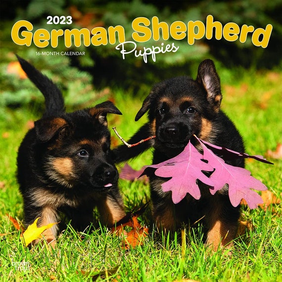 German Shepherd Puppies 2023 Square