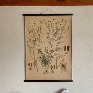 Vintage BOTANISCHE Schultafel von Ananas, wilde Kamille, deutsche Kamille 1952 auf Karte
