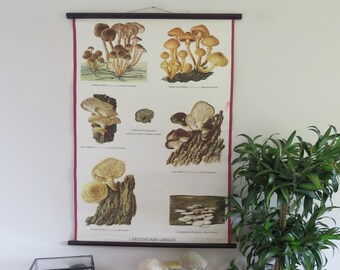 Vintage BOTANICAL school chart of WOOD MUSHROOMS educational botany foraging