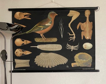 Rare antique) BULLFINCH school chart Jung Koch Quentell vintage 1902-1929 Frommann & Morian. BIRDS