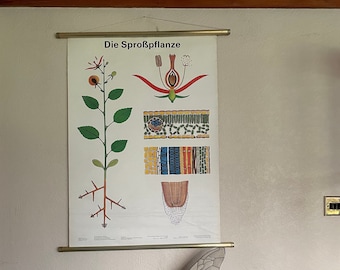 Vintage school chart of THE SPROUT  educational wall chart BOTANICAL  botany anatomy.