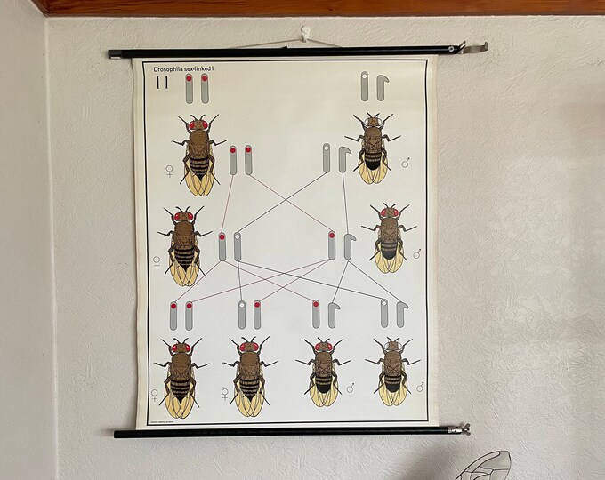 Vintage School Chart of GENETICS DROSOPHILA Pull Down German School ...